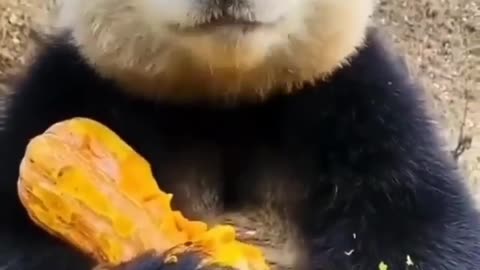 Panda is eating