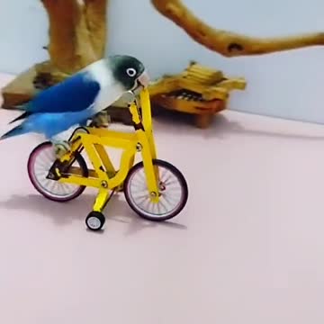 smart bird who likes sports