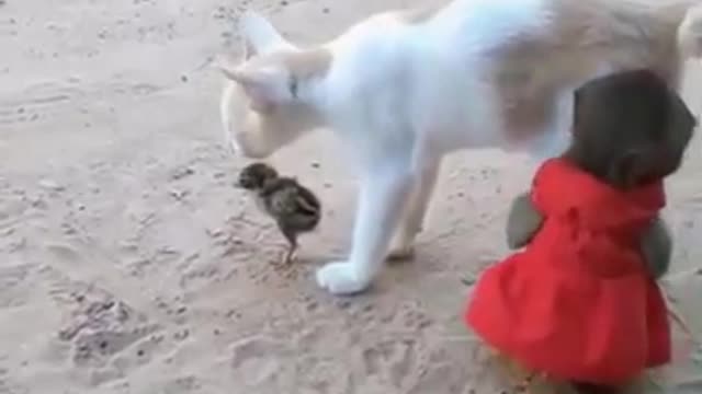 kitten plays with a little monkey and a bird, so cute <3