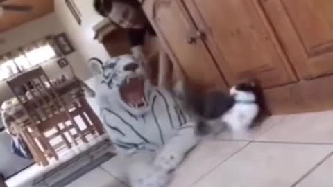 me scared cat
