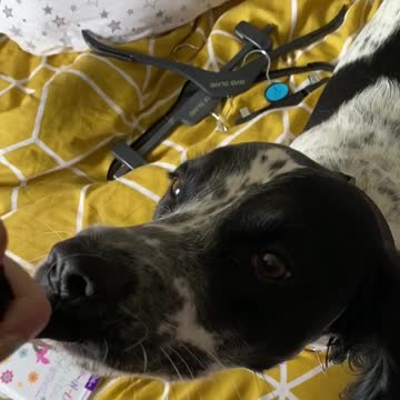 Dog refuses to let go of sock