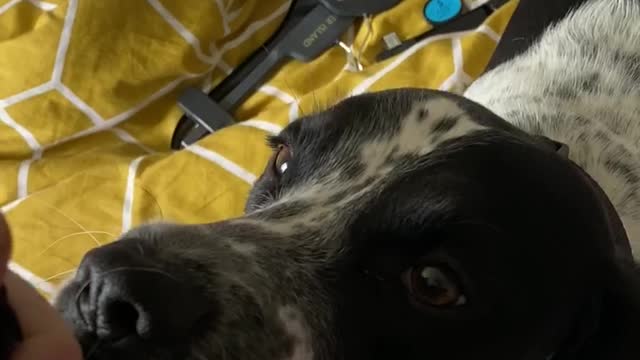 Dog refuses to let go of sock