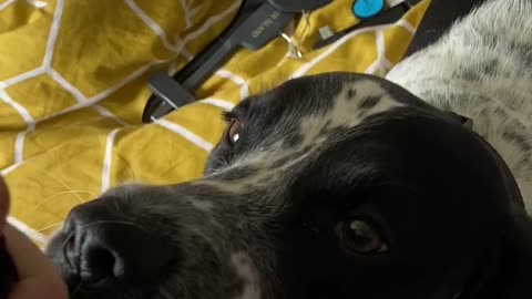 Dog refuses to let go of sock