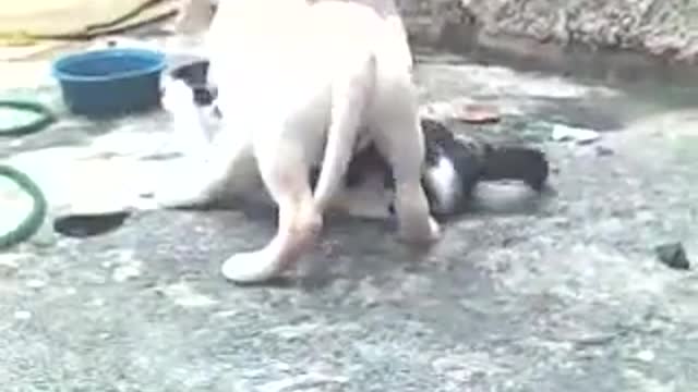 Love between dog and cat togeter