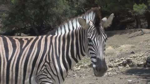 Why Do Zebras Have Black And White Stripes