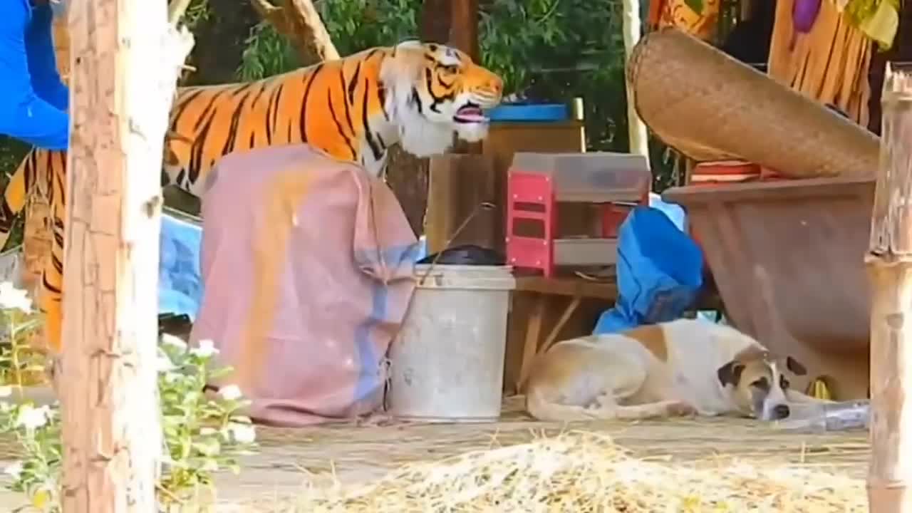 Prank Dog Funny & fake Lion and Fake Tiger Prank