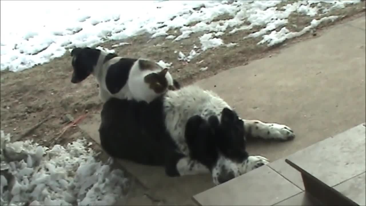 Cat and dog lay on top of bigger dog