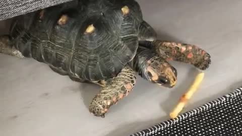 Dog eating on bed and turtle eating under bed