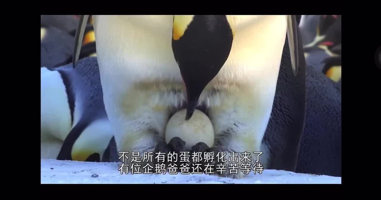 The story of Spot the Penguin3