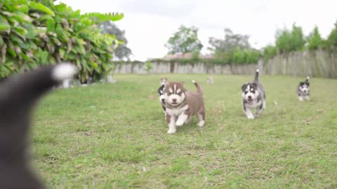 Los mas lindos cachorros🐶🥺