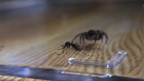 Amazing moment: Spider Catching Mosquito