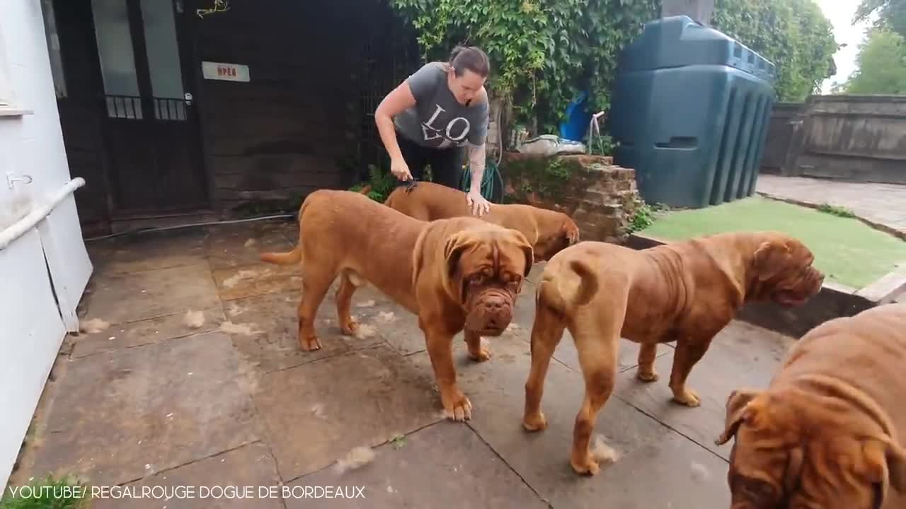 THE BIGGEST DOG EVER IN THE WORLD