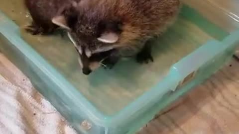 Baby Raccoons Learn to Fish