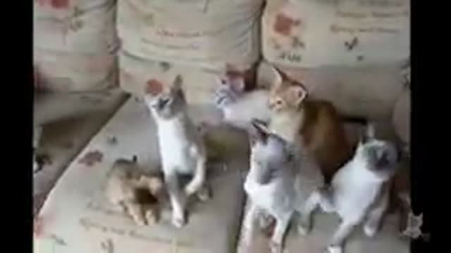 Cute Pets and Funny Animals Compilation 2021@@.;