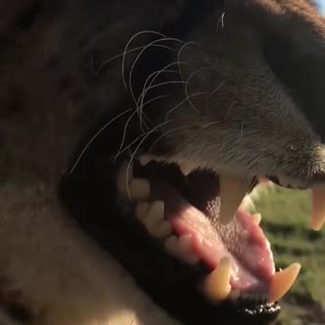 Have you ever heard a Cheetah Meow 😍😍 #Cheetahmeow #Shorts