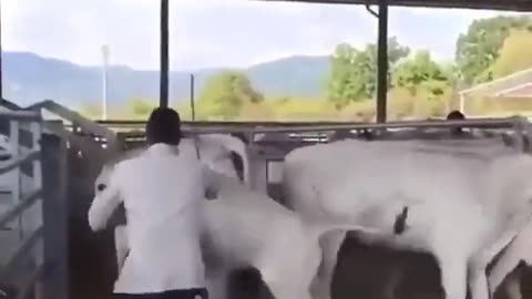 Karma For The Herder