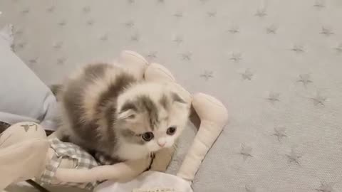 Cute Cat with short legs