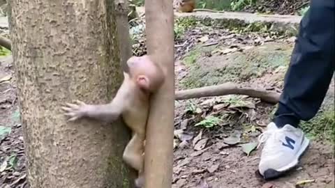 Monkey got stuck on a tree