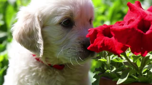 beautiful little golden retriever puppy in nature