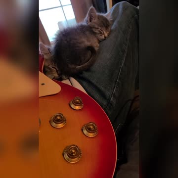 Jam Session With Kittens