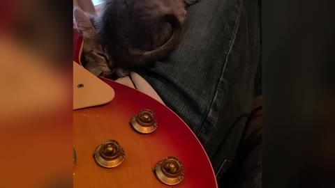 Jam Session With Kittens