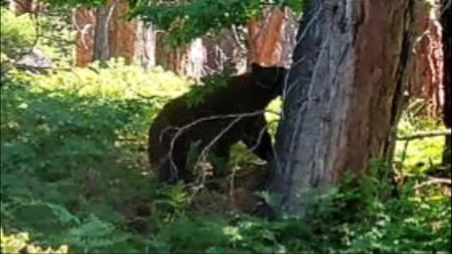 [Jack Russell Terrier Ares] chase out a resting bear on the hiking trail