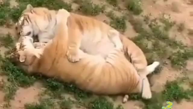 Vui vui moi người vào xem nào