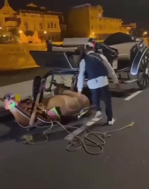 Desplome de caballo cochero en la avenida Santander