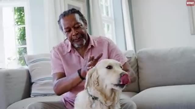 The Strangest Dog Behaviors and their meaning