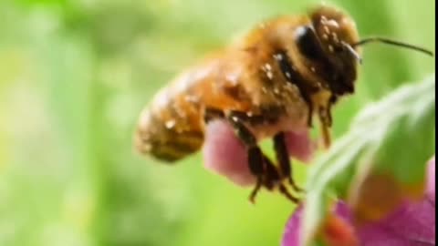 Les abeilles sont les insectes les plus mignons