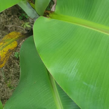 my father planted a banana tree