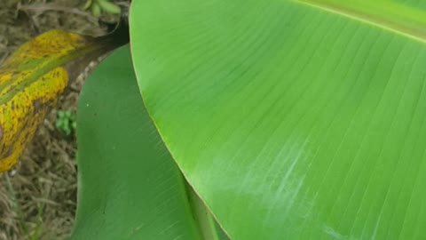my father planted a banana tree
