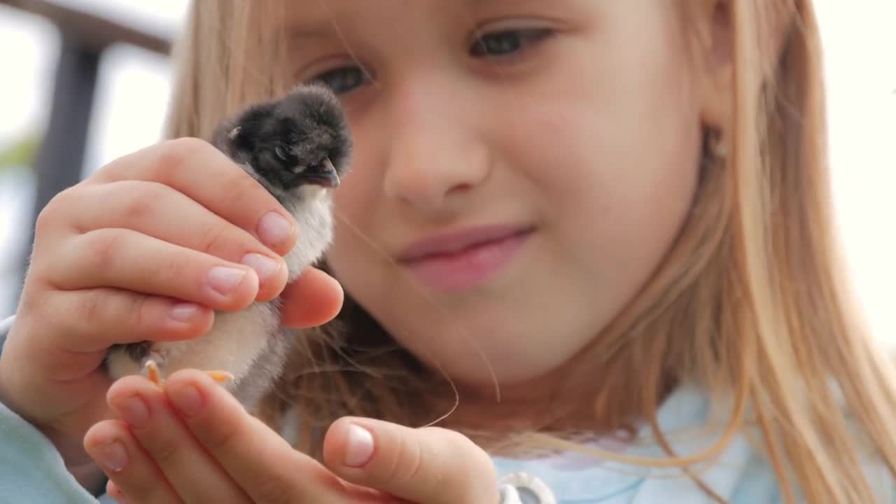 Newborn black and yellow chicken in children hands