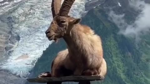 Goat Conquers Everest