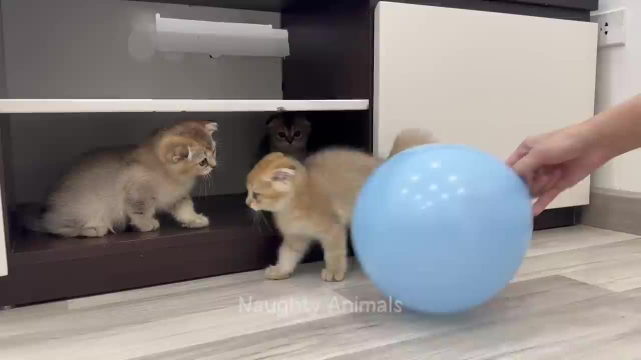 Funny Animal Videos 2024 Best Dogs And Cats Videos πΊπ #viralsortvideo 64