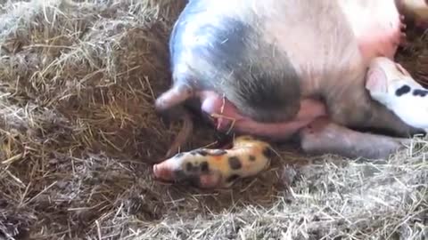 Piglet Being Born