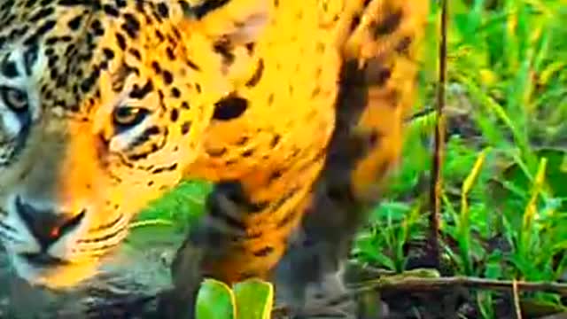 Tiger,, khunkhar tigers, nice video, animal