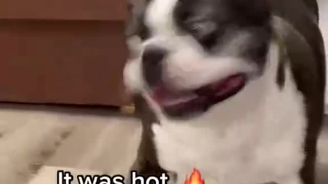 Dog video
