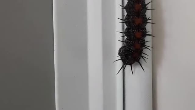 What is it???
