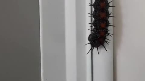 What is it???