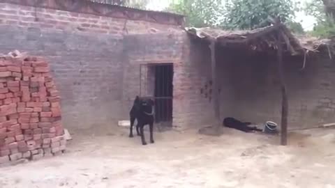 my dogs in pakistan