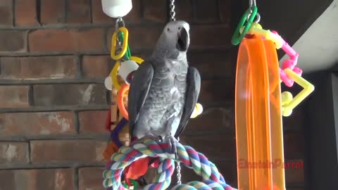 Einstein Parrot can talk better than most humansp17