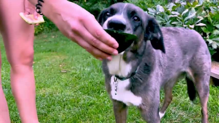 Dainty Australian Shepherd adores juicy watermelon treat