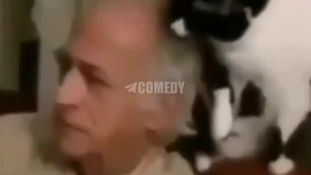 Cat licking hand