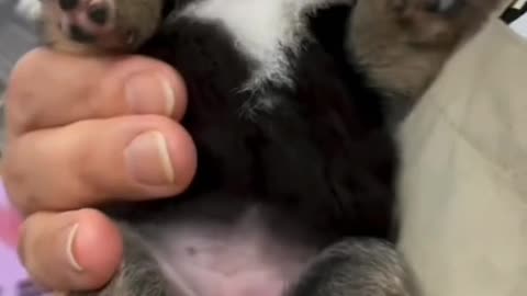 Puppy