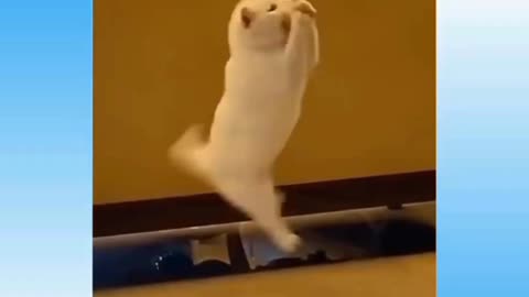 Cat jumping