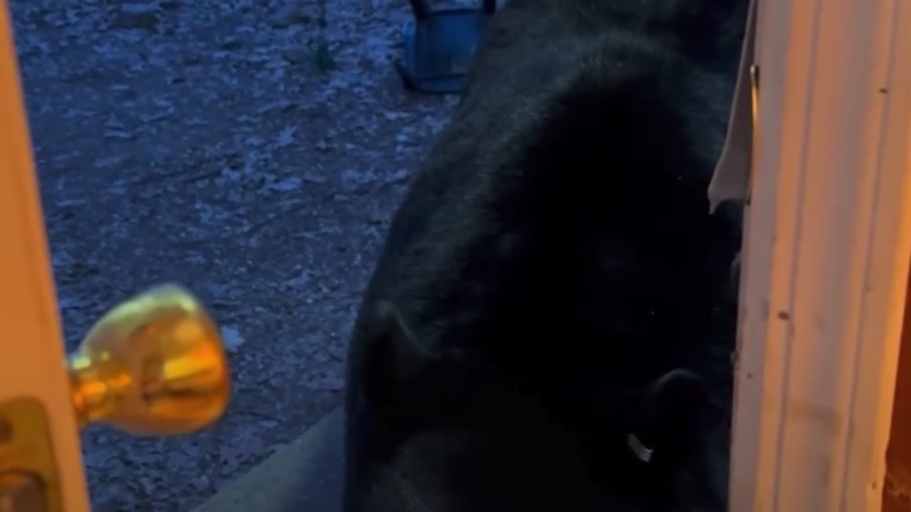 Polite Bear Closes Door On His Own