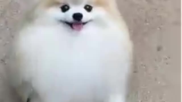 Cute funny dog vs cat moments makes you laugh 😊