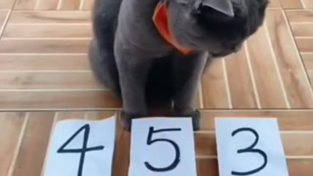 Smart cat playing games.