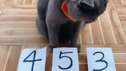 Smart cat playing games.